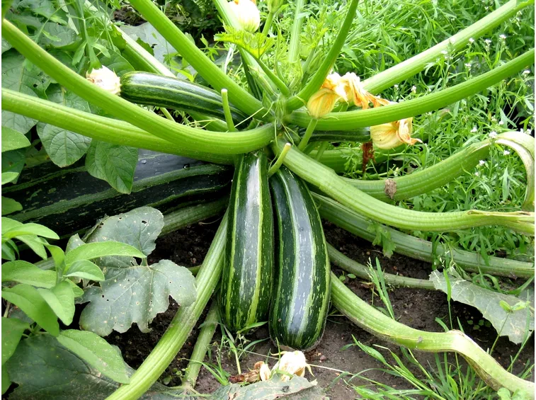 Cosa raccogliere a settembre- zucchine