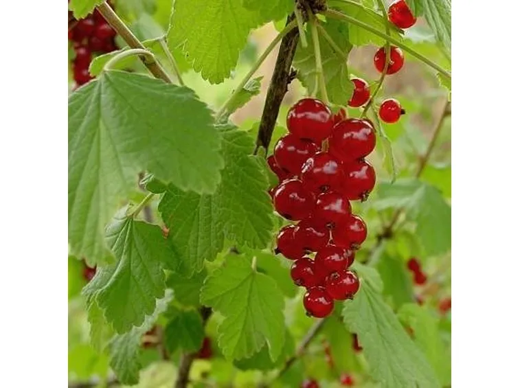Ribes