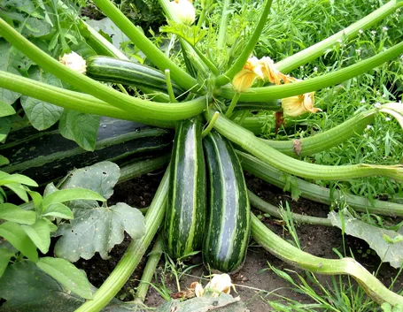 coltivazione zucchine
