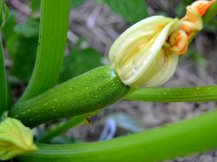 zucchine