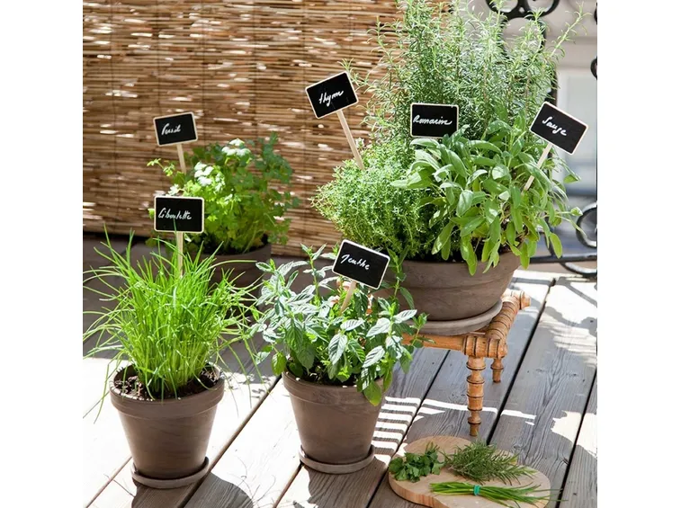 esempio di erbe aromatiche