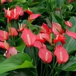 Anthurium