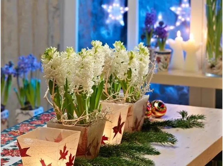 bulbi a Natale