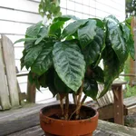 coffea arabica in vaso