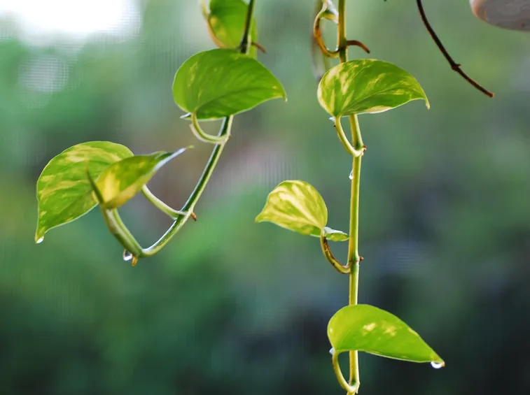 potos pianta