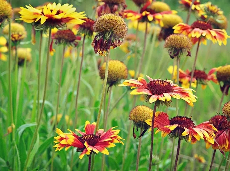 cura dei fiori in casa