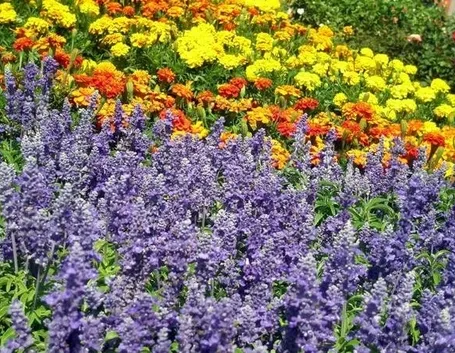 Fiori e piante