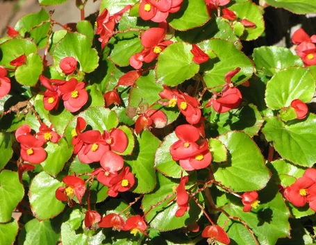 begonia