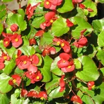 begonia