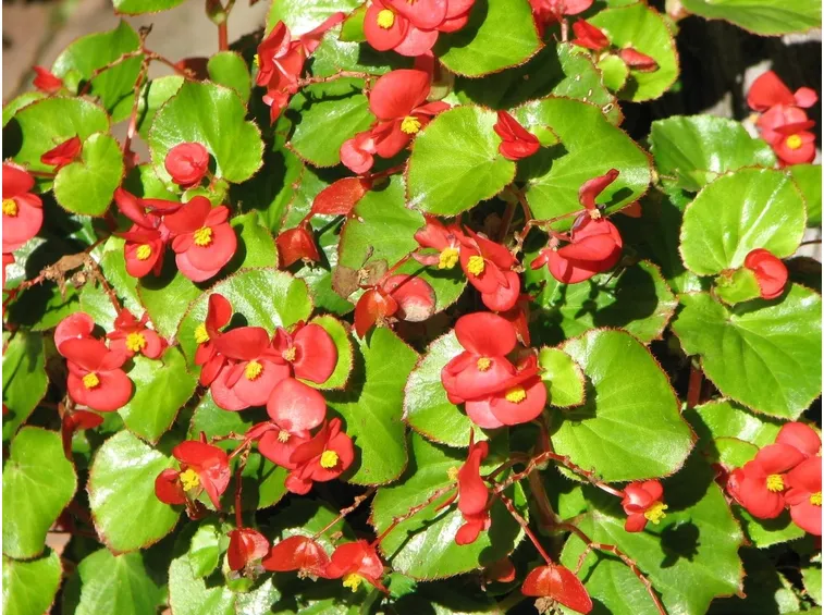 begonia