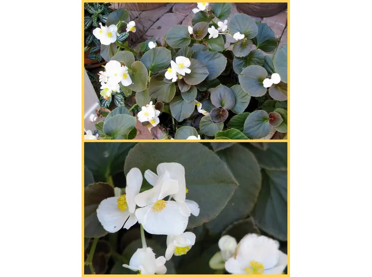 begonia