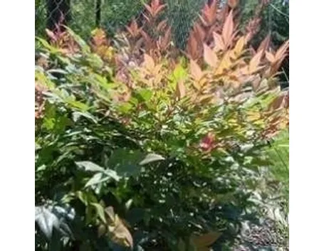 Nandina domestica