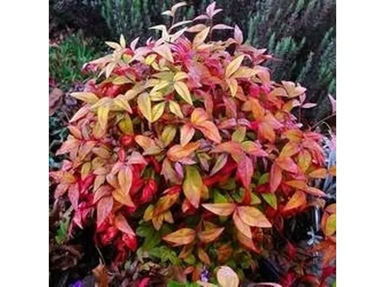 Coltivazione Nandina domestica