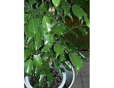 piante per ridurre l'inquinamento