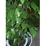 piante per ridurre l'inquinamento