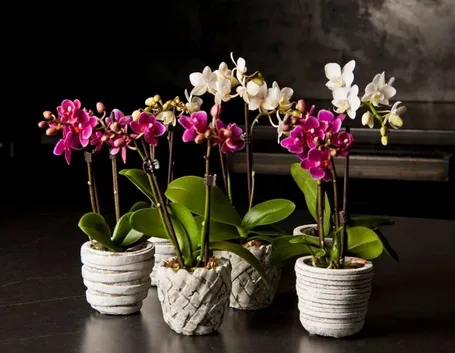 orchidee phalaenopsis