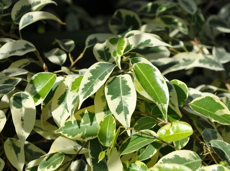 ficus benjamin