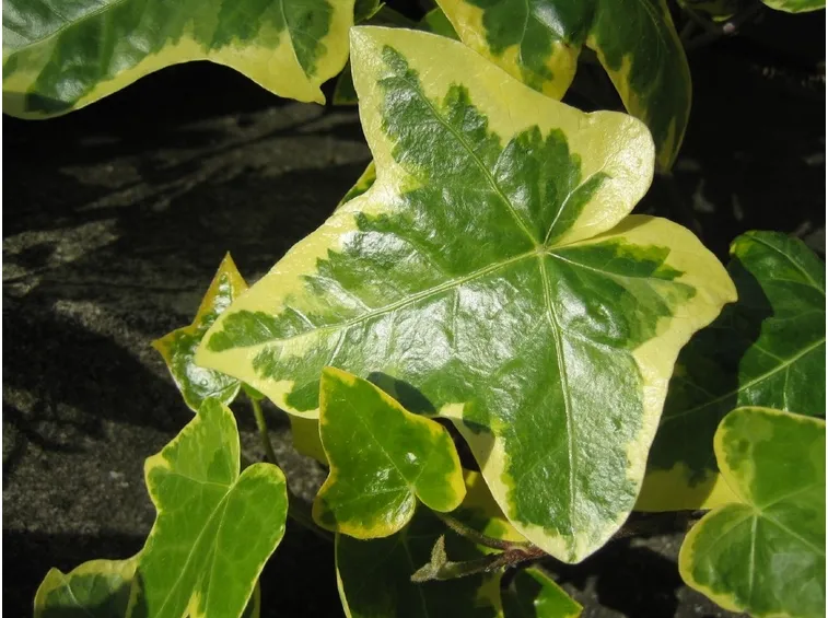 edera variegata
