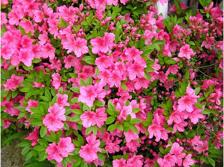 azalea