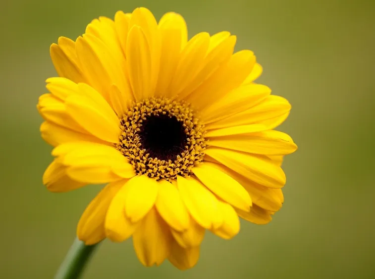 gerbera