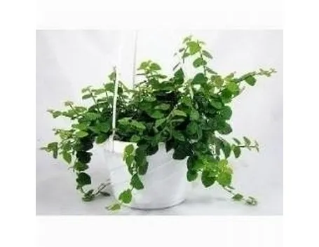FICUS PUMILA