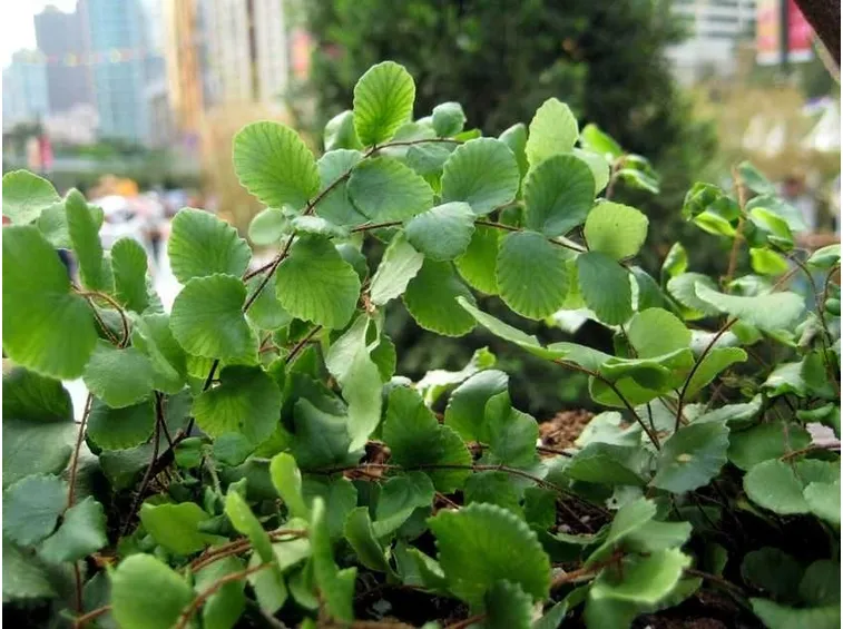 pellaea rotundifolia