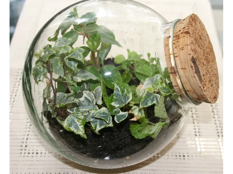esempio di piante in bottiglia