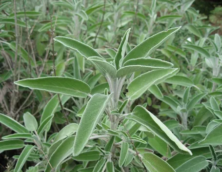 Salvia officinalis