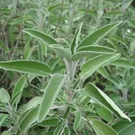 Salvia officinalis
