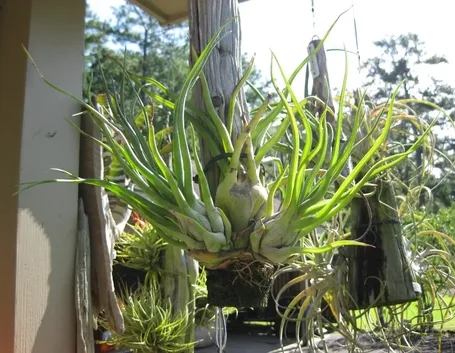 Tillandsia