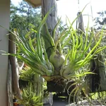 Tillandsia