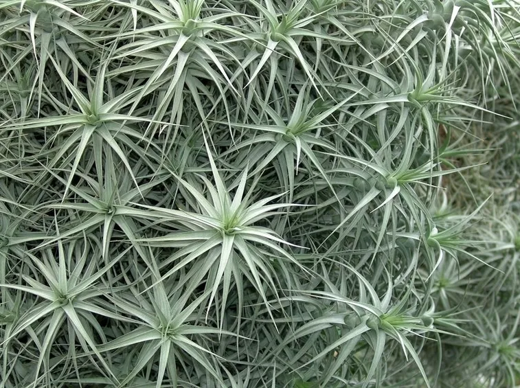 tillandsia