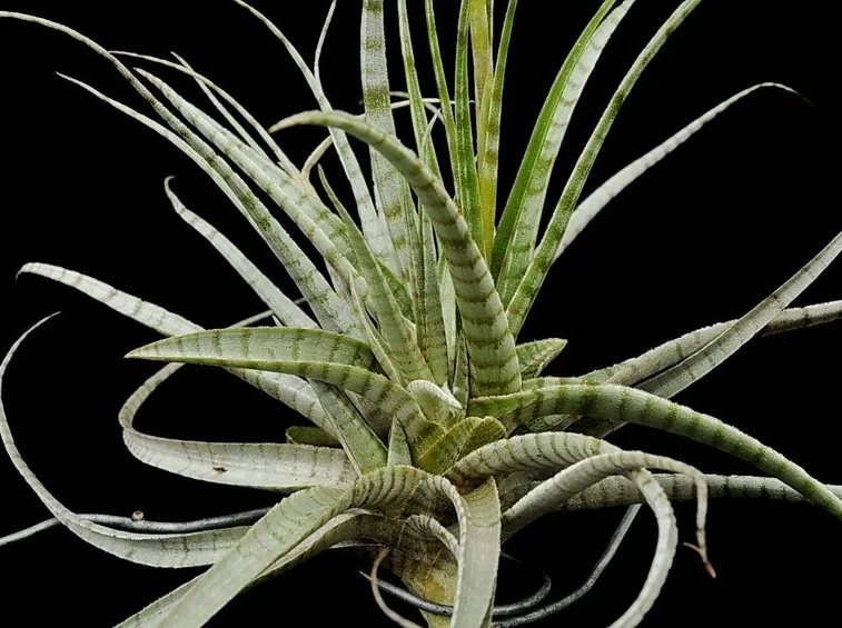 tillandsia
