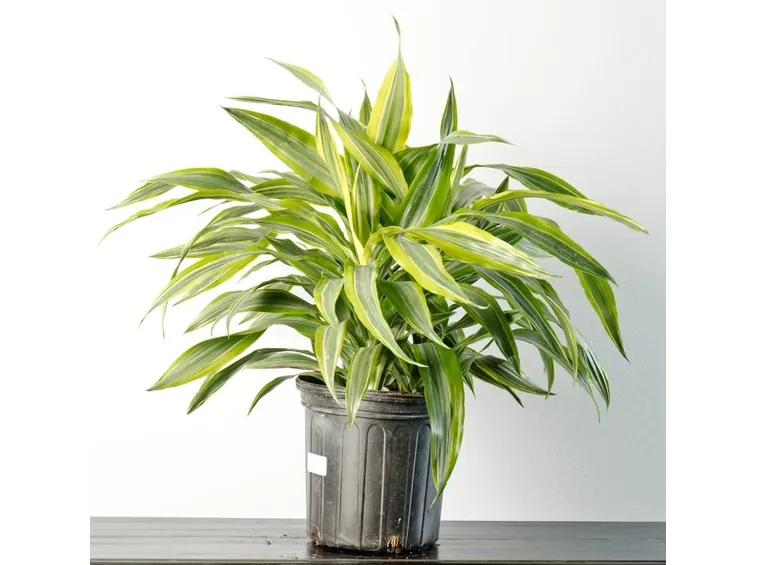 dracaena