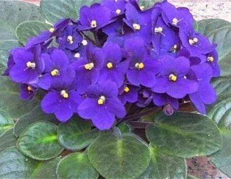 Violetta africana in casa