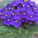 Violetta africana in casa