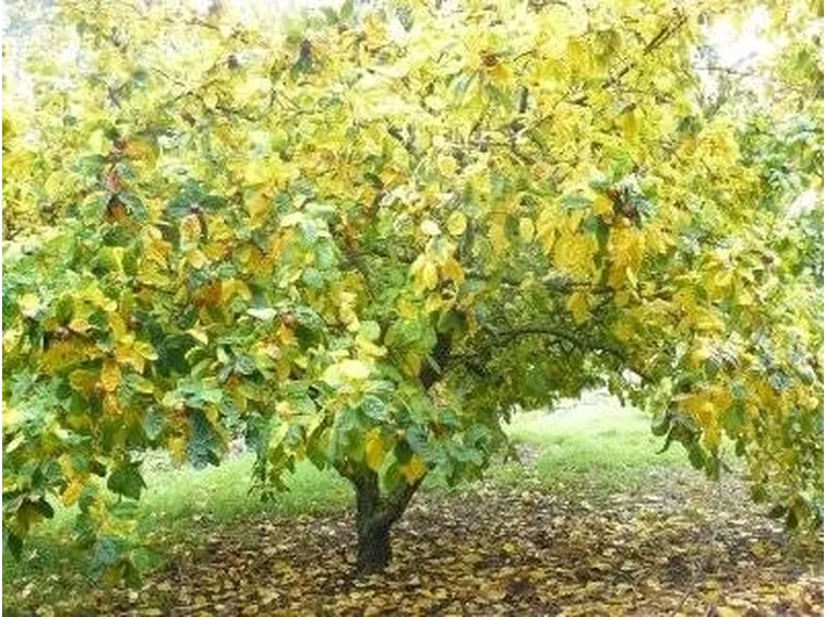nespolo