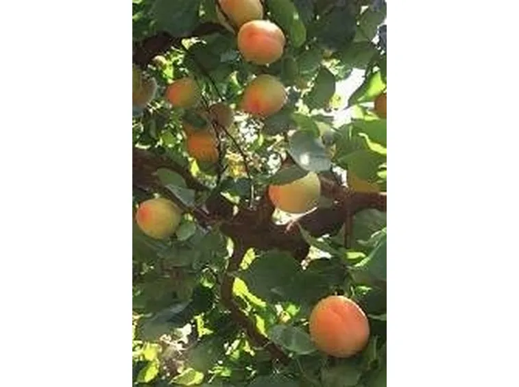 albicocco