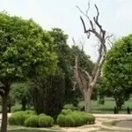 Alberi da giardino