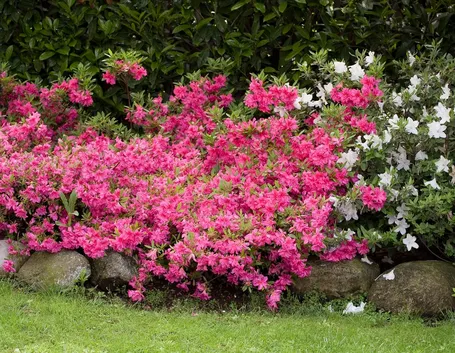 coltivare azalea