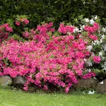 coltivare azalea