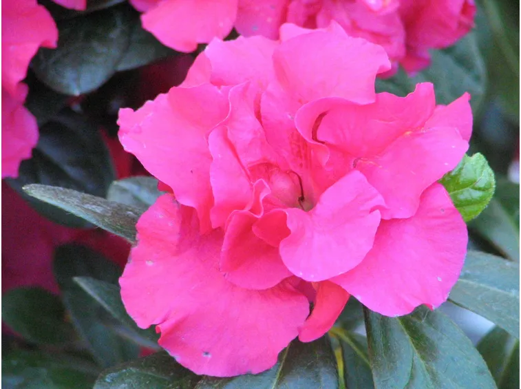 fiore di azalea