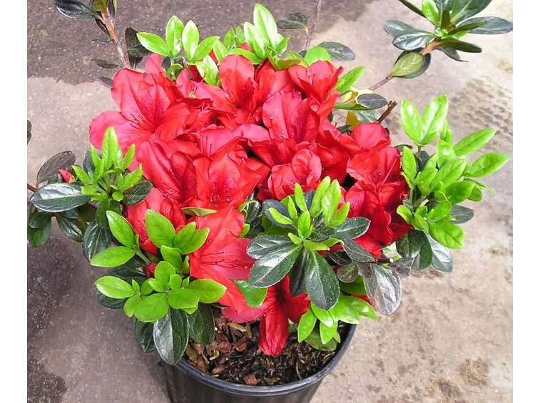 azalea in vaso