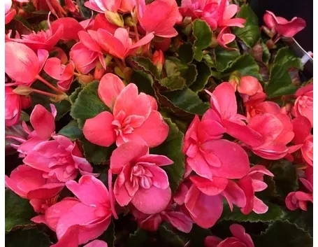 coltivare begonia