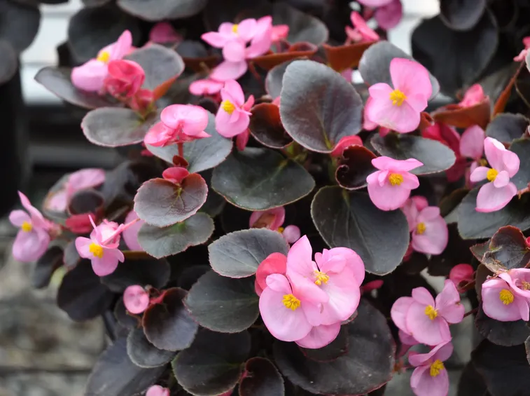 Begonie semperflorens a foglia scura