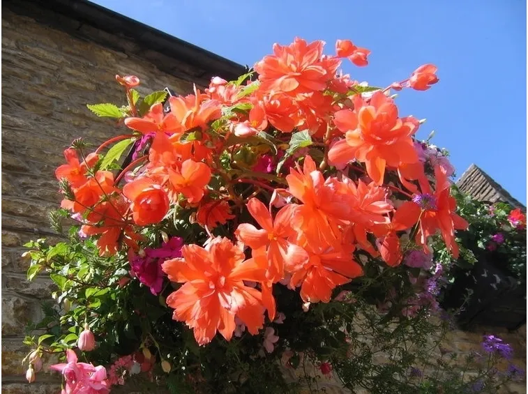coltivazione begonia
