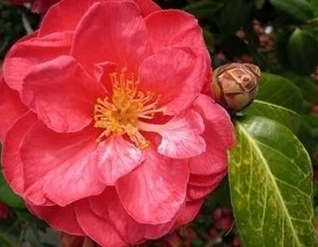 camelia