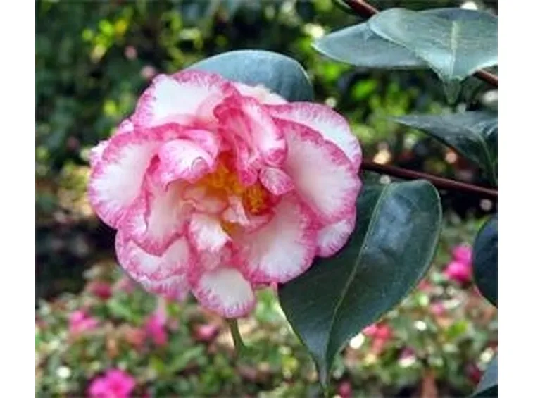 camelia