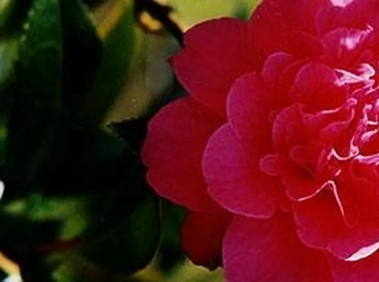 camelia