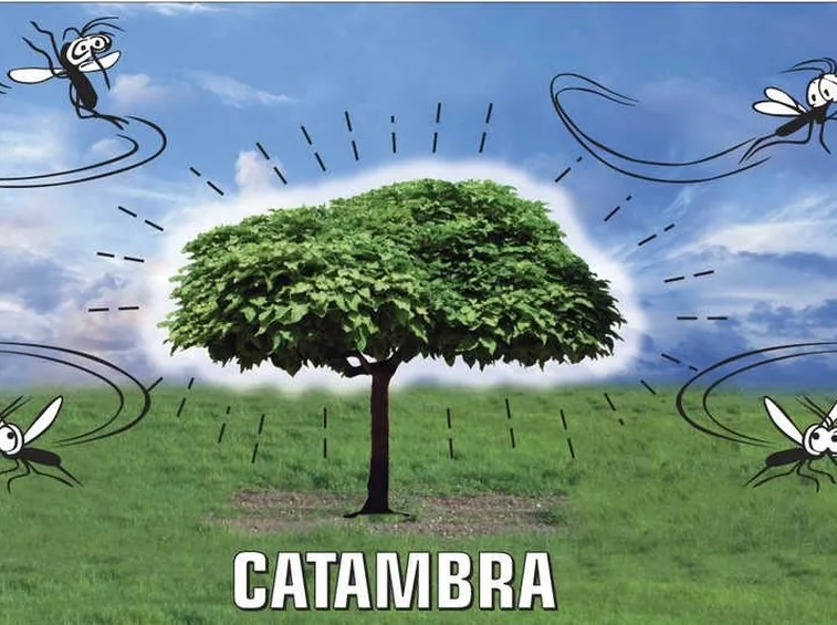 catambra